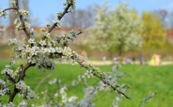 internationaler Garten