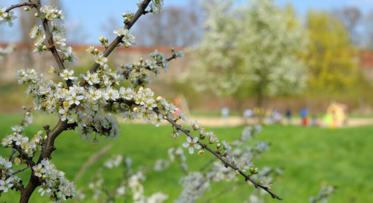 internationaler Garten