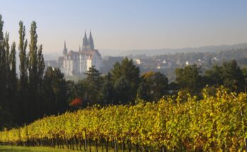 Weinberg im Herbst mit Meißner Dom und Albrechtsburg