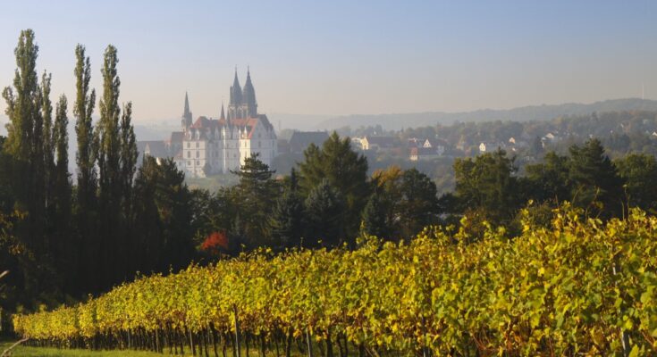 Weinberg im Herbst mit Meißner Dom und Albrechtsburg