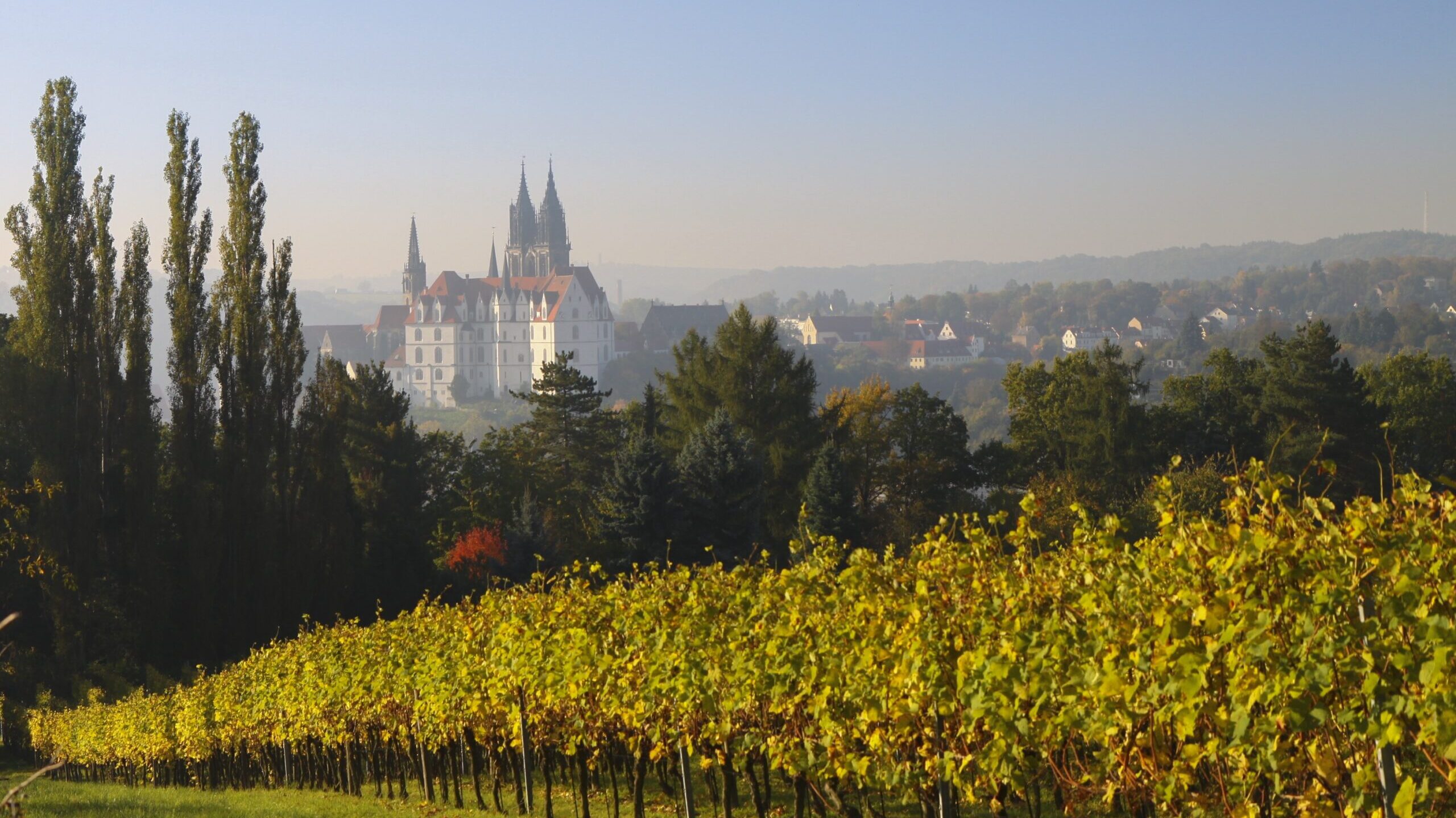 Weinberg im Herbst mit Meißner Dom und Albrechtsburg