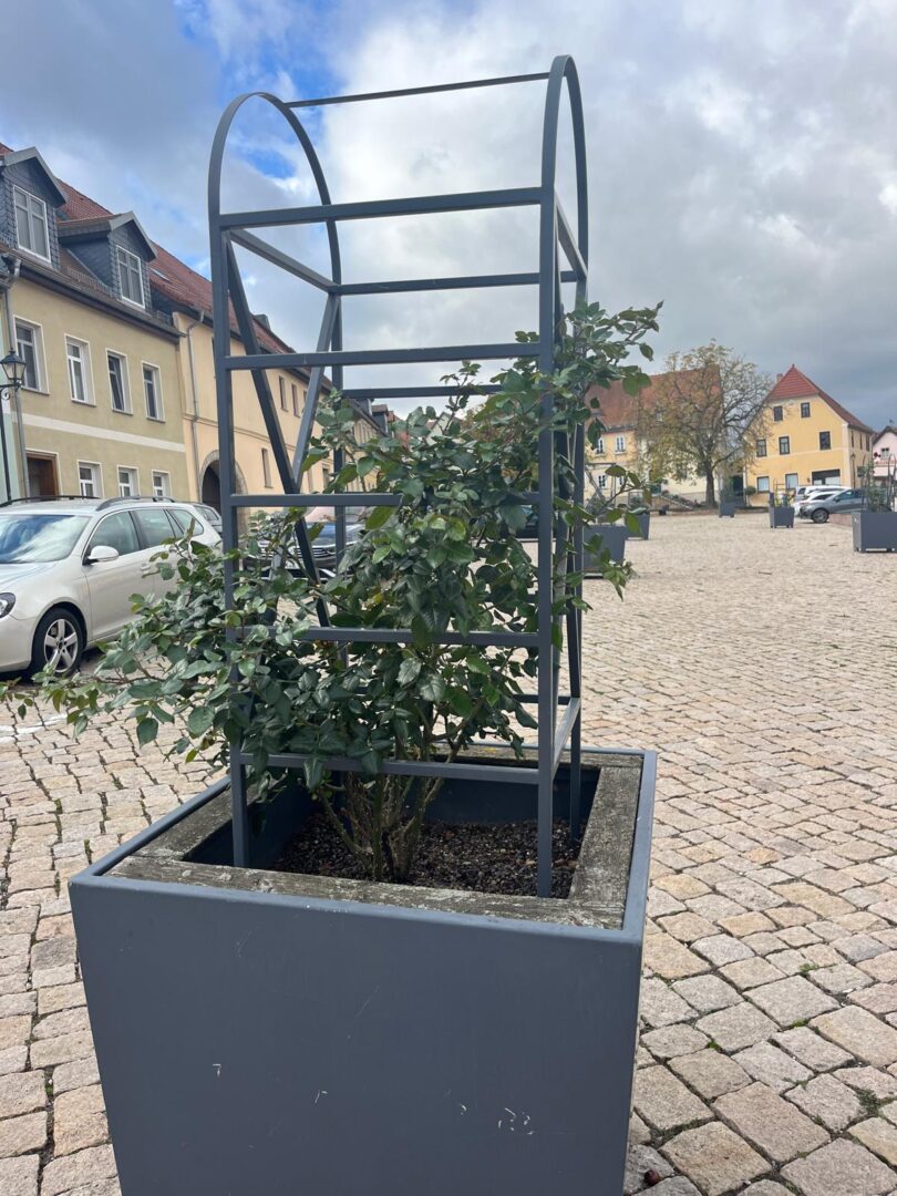 Rosenbusch im Kübel in der Rosenstadt Dorndorf